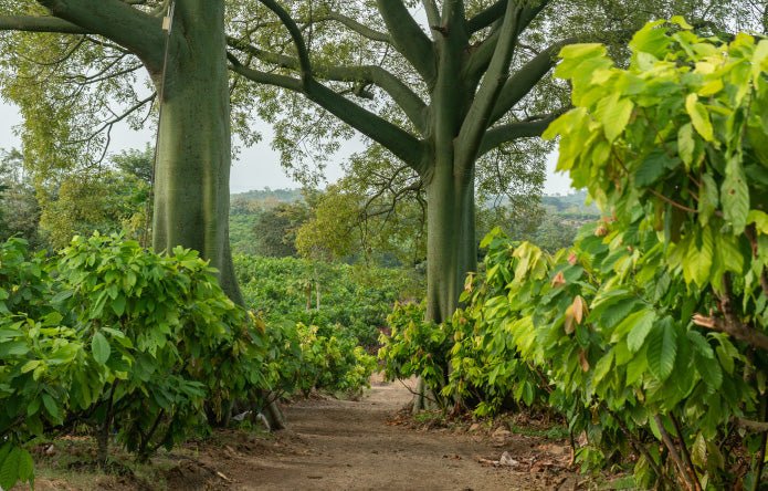 Økologisk kulturarv kakao fra Ecuador - Cacaodile